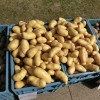 potatoes-377531_1280