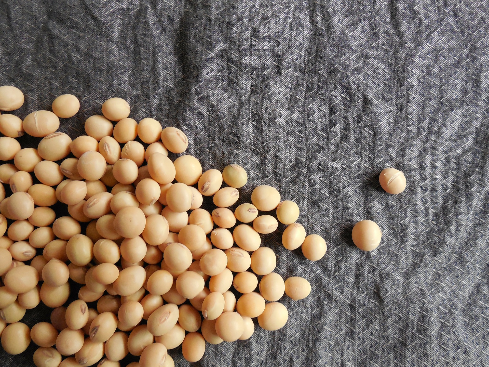 soybeans-182294_1920